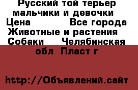 Русский той-терьер мальчики и девочки › Цена ­ 8 000 - Все города Животные и растения » Собаки   . Челябинская обл.,Пласт г.